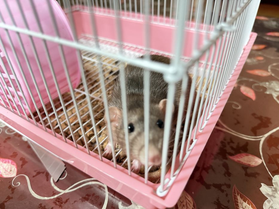 Продам декоративную крысу