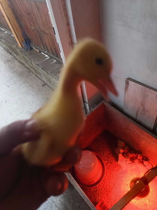 Vând boboci de rață și ouă de găină.