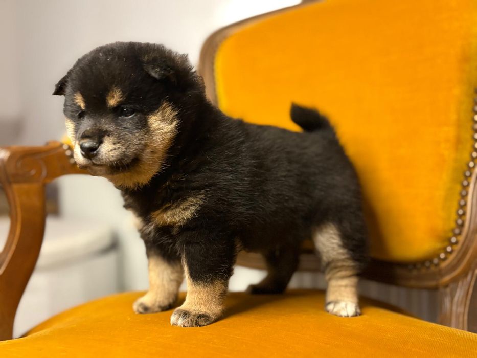 Vand baietel shiba inu