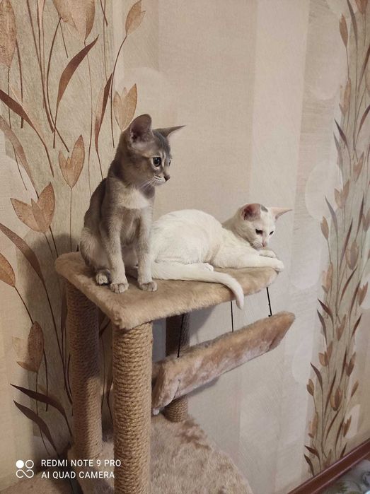 Белые чаузята впервые в Алматы