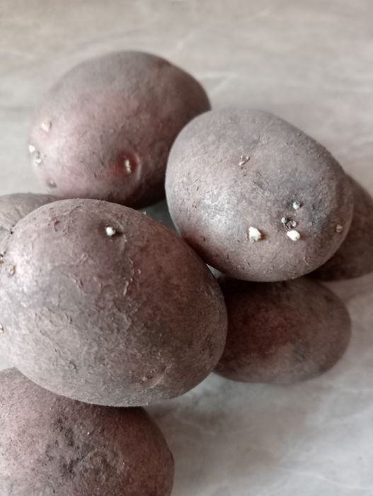 Картофель для еды и семенной для посадки