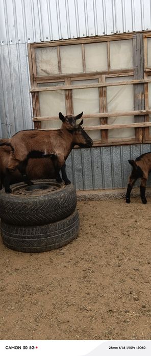 Еркек, ұрғашы лақтар сатылады