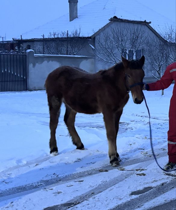 Vand manz de 7 luni sau schimb cu manza