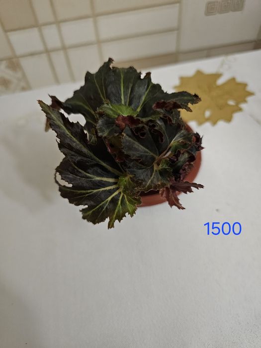 Обалденная бегония