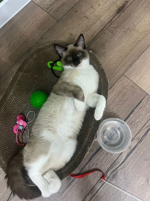 Отлаем кота в хорошие руки