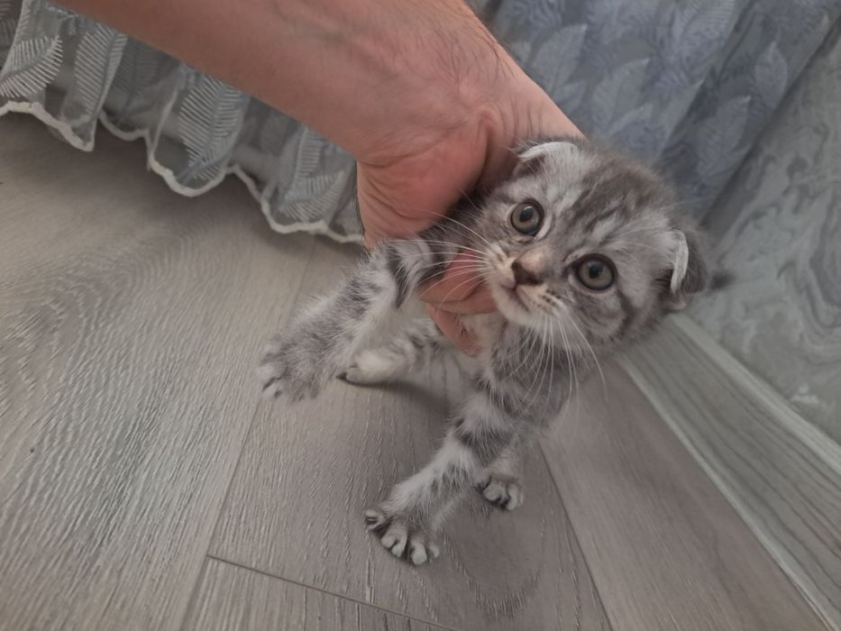 Продам котёнка девочка