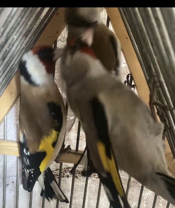 Шеглы на продажу