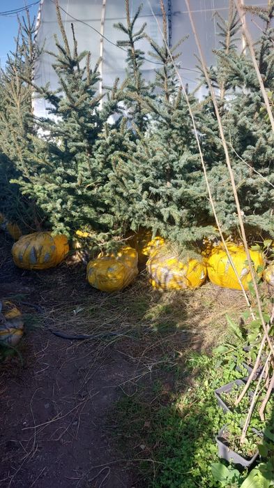 Продаже Ели в ассортименте