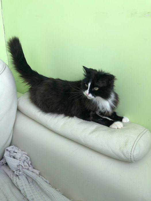 Кошечка в Добрые руки! Стерелизована!