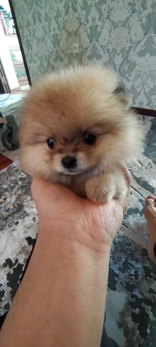 Продаю щенков шпица