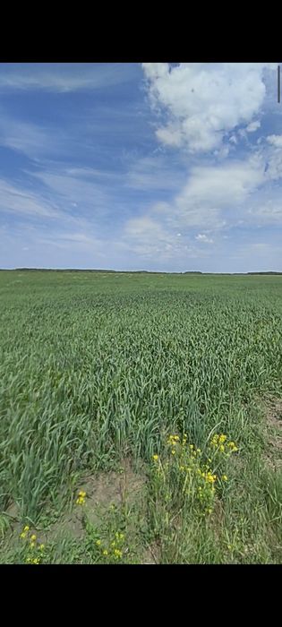 Продам Пашню 427 га