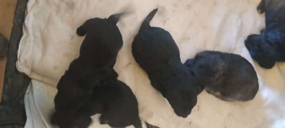 Продою щенят полу такса полу спаниел