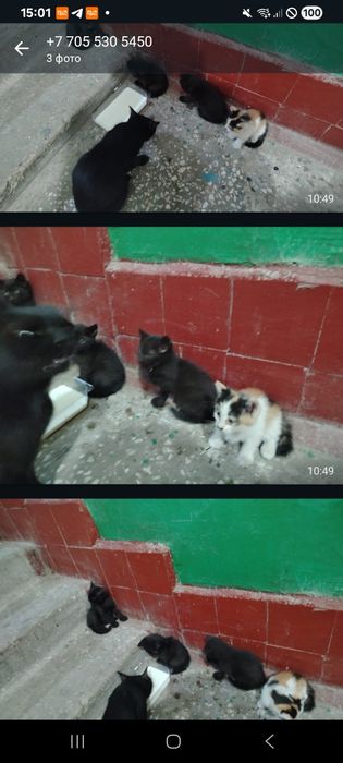 Котята.. 2 месяца