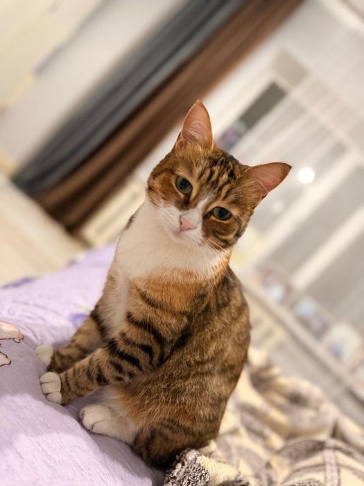 Отдам в хорошие руки