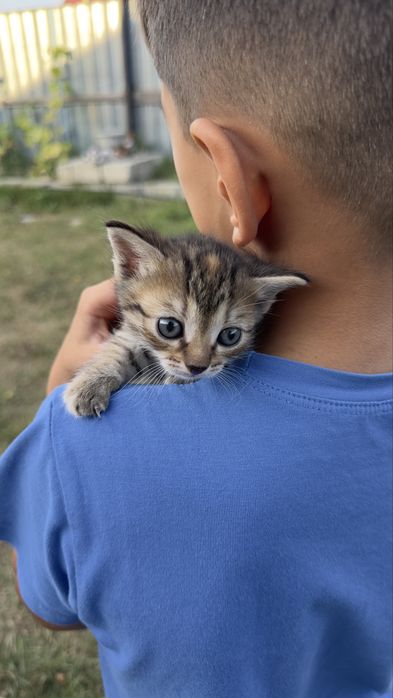 Отдам котят в добрые руки. 1 месяц