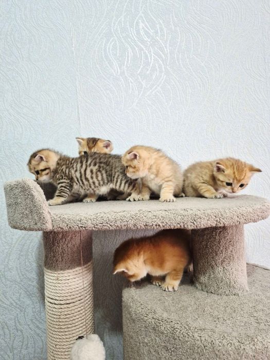 Котята британская шилшилла