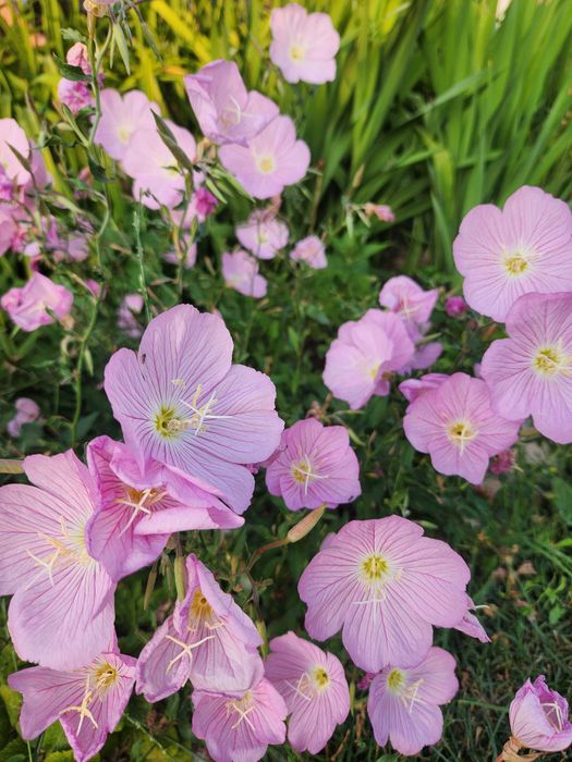 Цветя за градина и саксия
