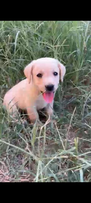 Щенки лабрадор-ретривер