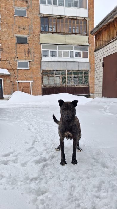 Собака в добрые руки