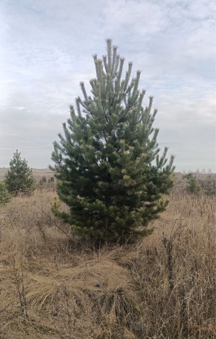 Новогодние елки сосны, ели.