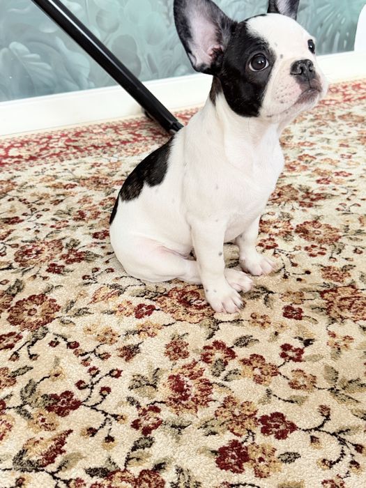 Французский бульдог