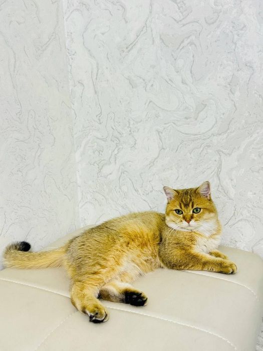 Золотая Шиншила