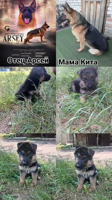 Щенки овчарки продаются