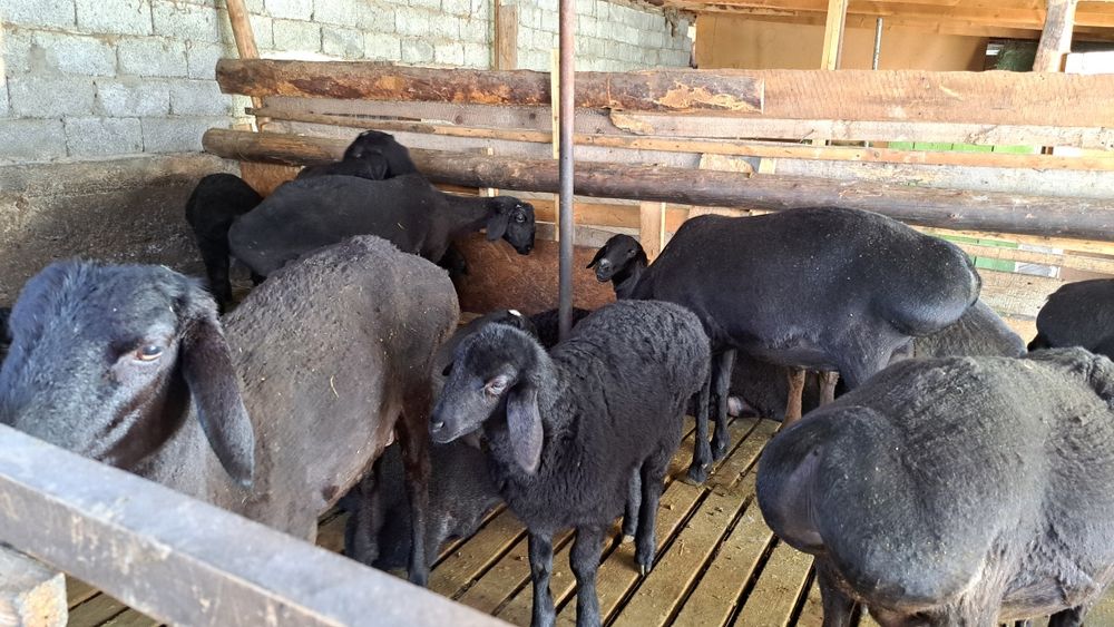 Кой сатылады.Семіз