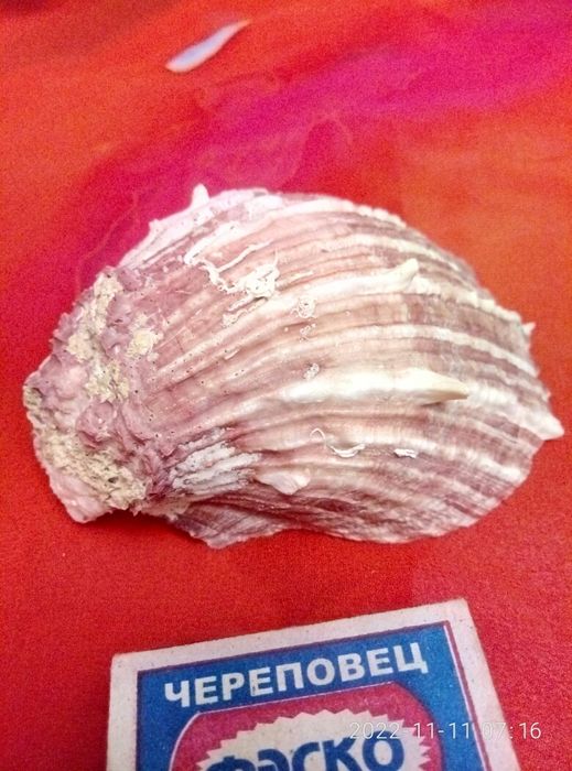 Редкие симпатичные вещи