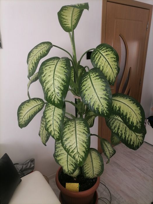 Vand planta verde Dieffenbachea