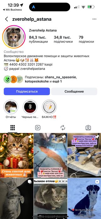 Котята бесплатно