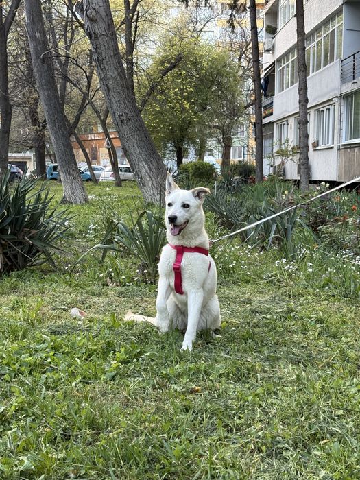 Търси дом! Здравейте, това е Айра