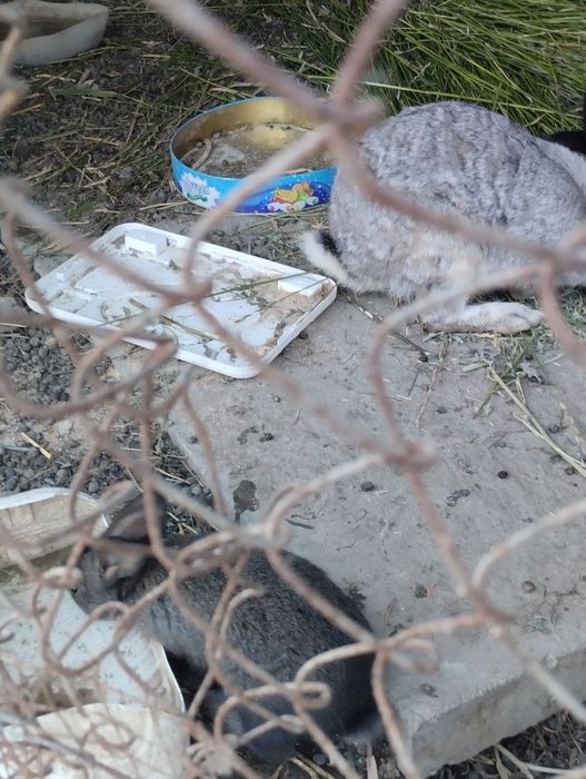 Кролик қояндар с