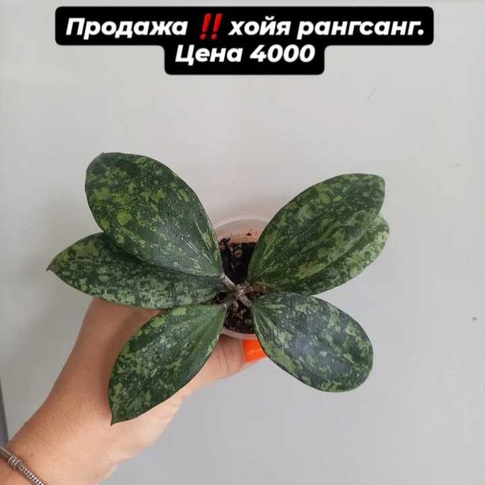 Комнатные растения хойи