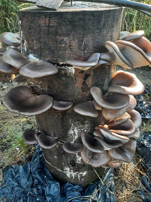 Set 3 pungi Miceliu (samanta) Pleurotus +Termomestru Higrometru+ Bonus