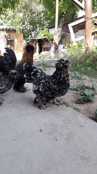 Продаётся дикаративные куры