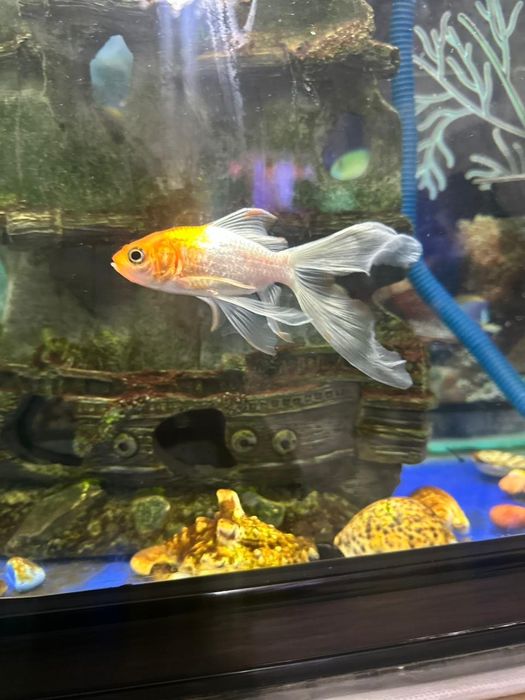 Продаётся Аквариум с рыбками