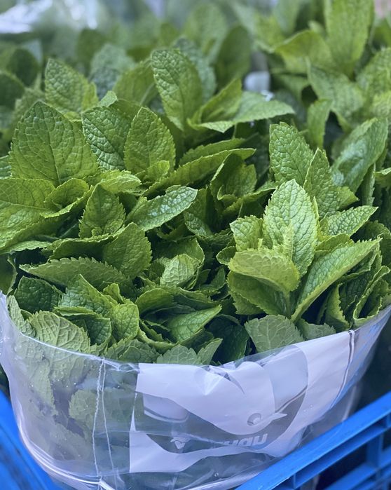 Menta spicata olandeza