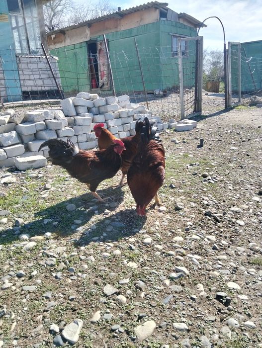 Продам хороших больших петухов