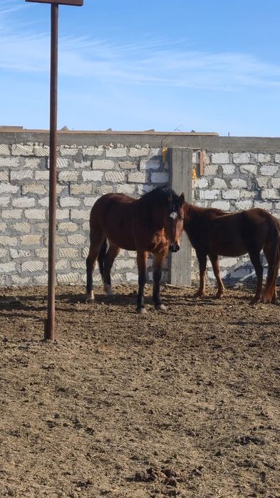 Продается Айгир русский тяж.