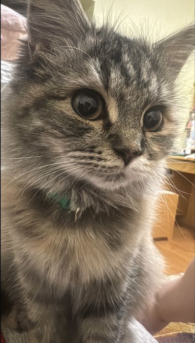 Кошка по кличке Мия