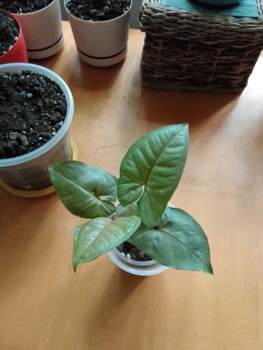 Сингониумы,монстеры,филодендроны,сциндаптусы