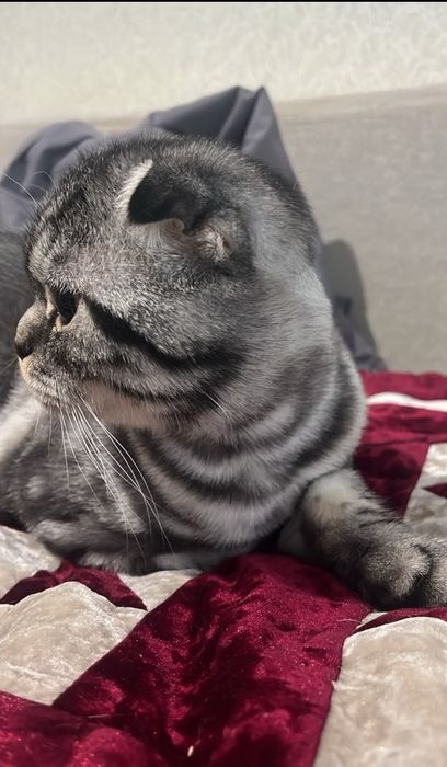 Котенок Шотландский