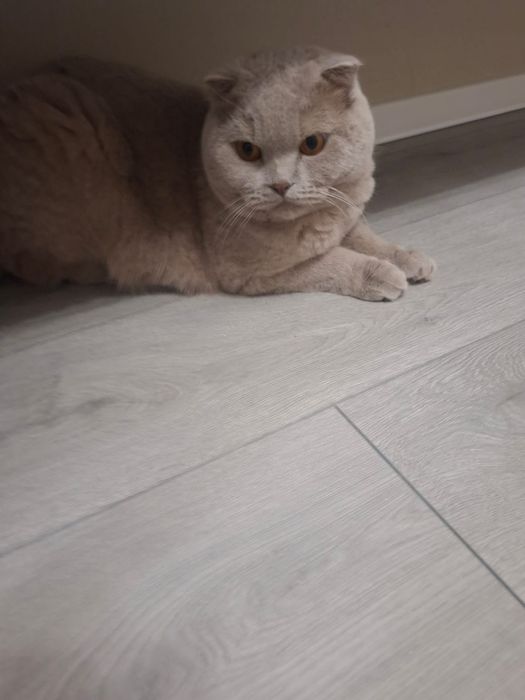 Отдам Британца в хорошие руки