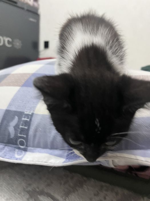 Продам котика