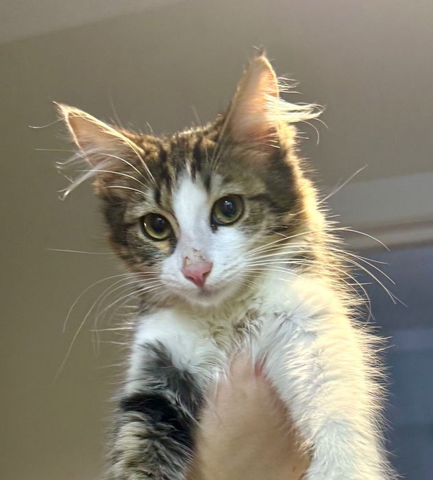 Котенок срочно ищет дом!