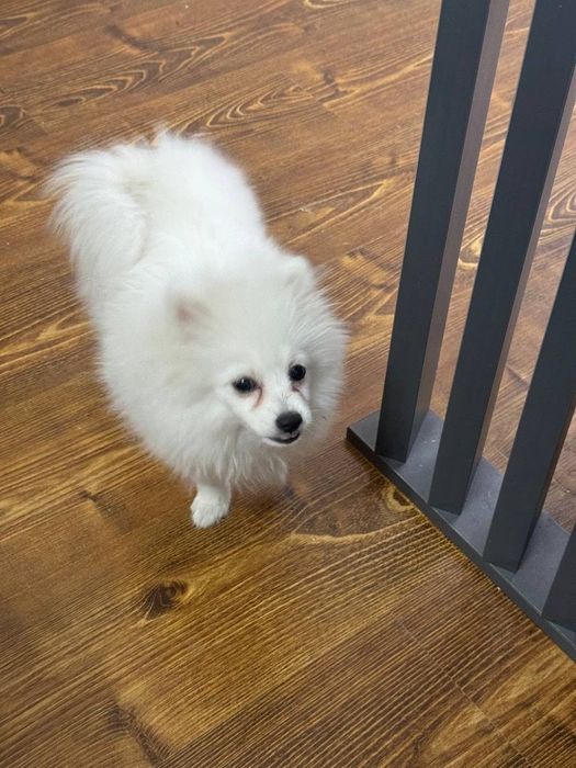 Померанский шпиц