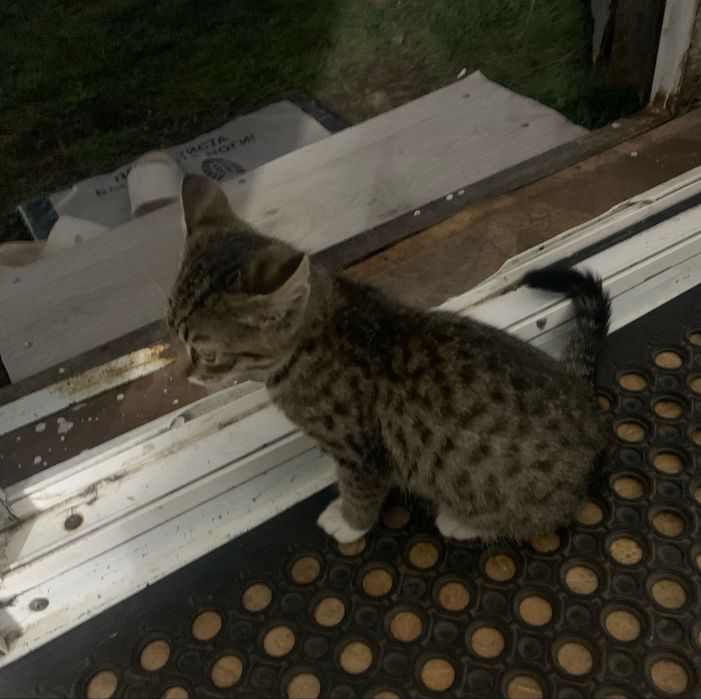 Отдам котенка бесплатно
