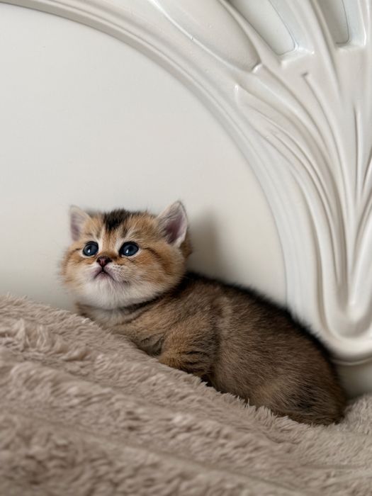 Скотиш страйт мальчик