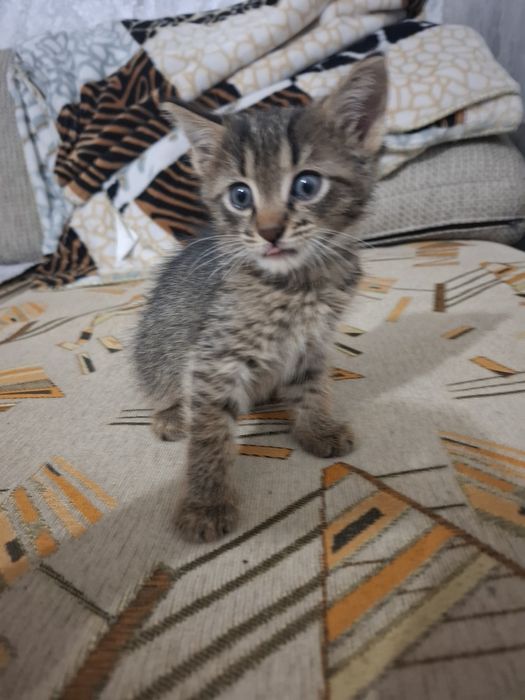 Отдам котят к добрые руки